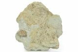 Bargain, Stalk-Eyed Cybele Trilobite - Russia #363084-1